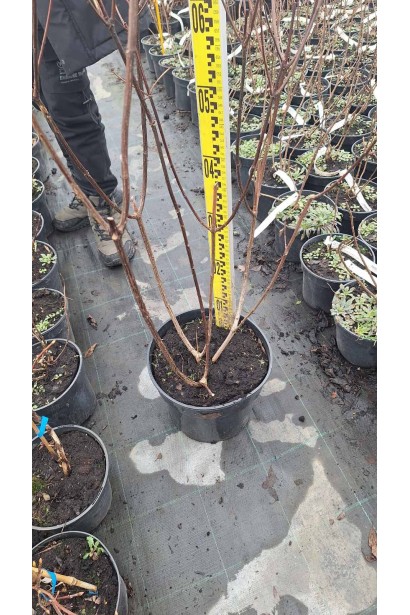 Гортензія волотиста Ванілла Фрейз - 7,5л/вис.80-100см/Ø40-50см